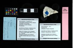 Foto (Objekt + Etikett) von Decapoda indet.  (NHMW-GEO-2007z0149-0354b)